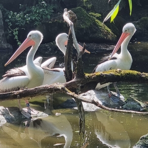 Detaily akce: ZOO Lešná - poznáváme ptactvo kontinentů.