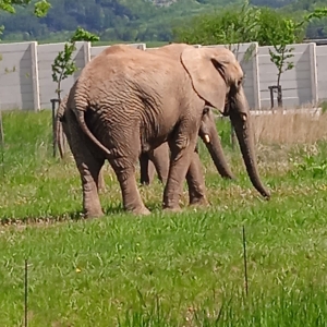 Detaily akce: Výukový den v Zoologické zahradě Zlín - Lešná